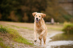 running Golden Retriever