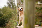 sitting Golden Retriever