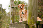 2 Golden Retriever