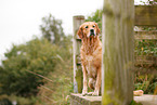 sitting Golden Retriever