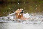 Golden Retriever in the water