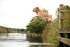 jumping Golden Retriever