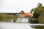 jumping Golden Retriever