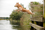 jumping Golden Retriever