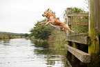 jumping Golden Retriever