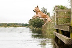 jumping Golden Retriever