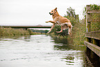 jumping Golden Retriever