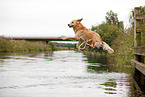 jumping Golden Retriever