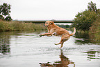 jumping Golden Retriever