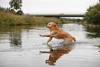 jumping Golden Retriever