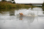 Golden Retriever in the water