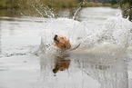 Golden Retriever in the water