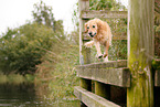 jumping Golden Retriever