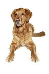 Golden Retriever in front of white background