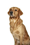 Golden Retriever in front of white background