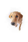 Golden Retriever in front of white background