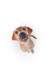 Golden Retriever in front of white background