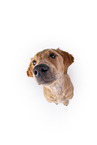 Golden Retriever in front of white background