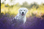 Golden Retriever in heather