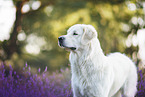 Golden Retriever in heather