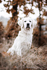 Golden Retriever in autumn