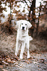 Golden Retriever in autumn