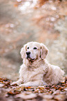 Golden Retriever in autumn