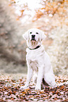 Golden Retriever in autumn