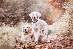 Golden Retriever in autumn