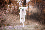 Golden Retriever in autumn