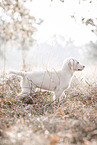 young Golden Retriever