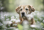 female Golden Retriever