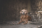 female Golden Retriever