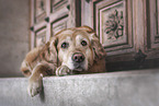 female Golden Retriever