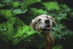 female Golden Retriever