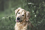 male Golden Retriever