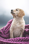 Golden Retriever Puppy