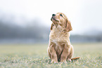 Golden Retriever Puppy