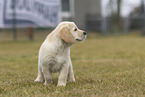 Golden Retriever Puppy