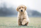 Golden Retriever Puppy