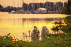 Golden retriever in the sunset