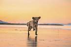 Golden Retriever at the beach