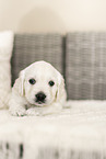 Golden Retriever Puppy