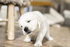 Golden Retriever Puppy