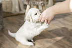 Golden Retriever Puppy