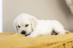 Golden Retriever Puppy