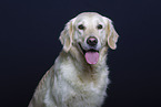 Golden Retriever in Studio