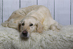 Golden Retriever in Studio