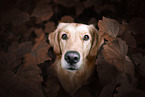 female Golden Retriever