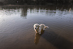 male Golden Retriever